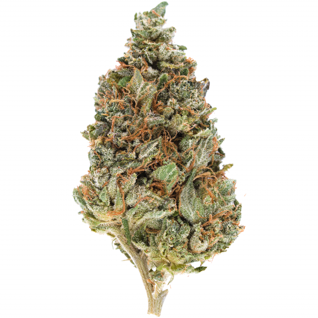 PINE TAR Strain Indica (AAA+) - Best Dried Flower On Sale